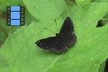 Scene 04_Brown Rionidae with Striped Smooth Edge on Leaf 2 far shot